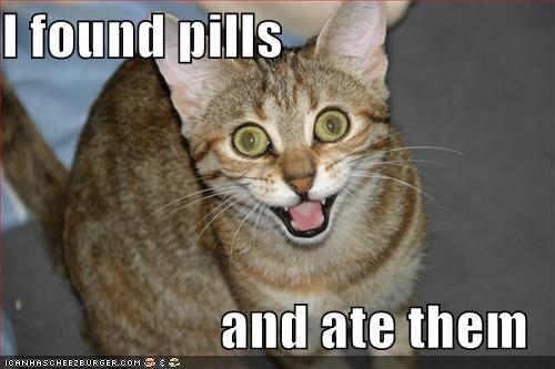 lolcatfunnypicturefound.jpg