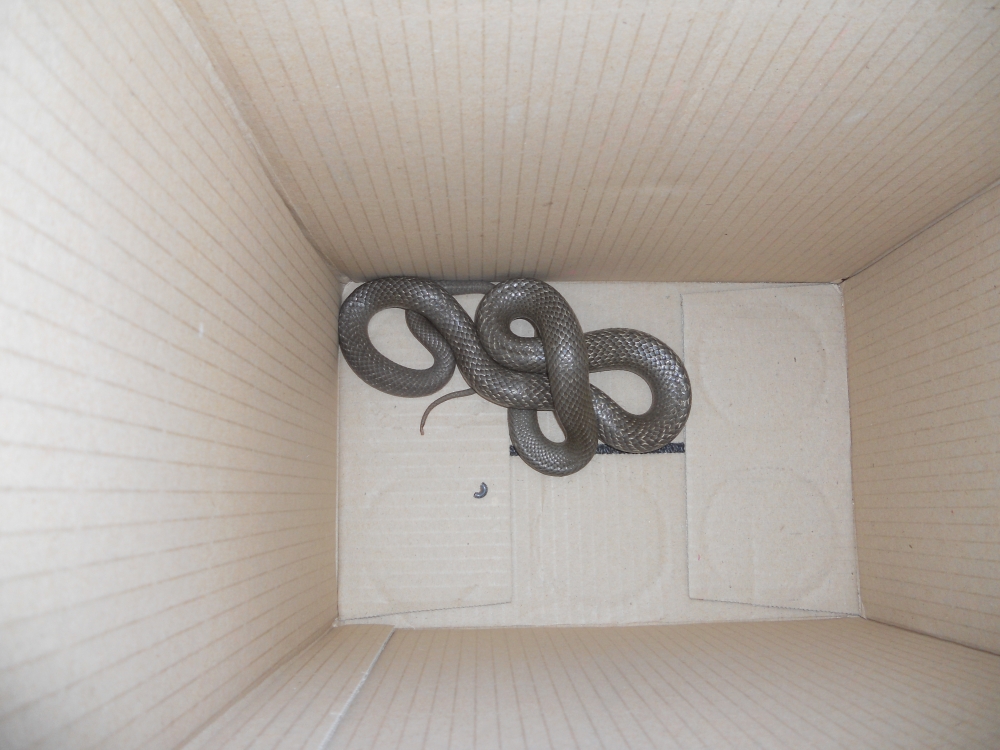 brown snake in box