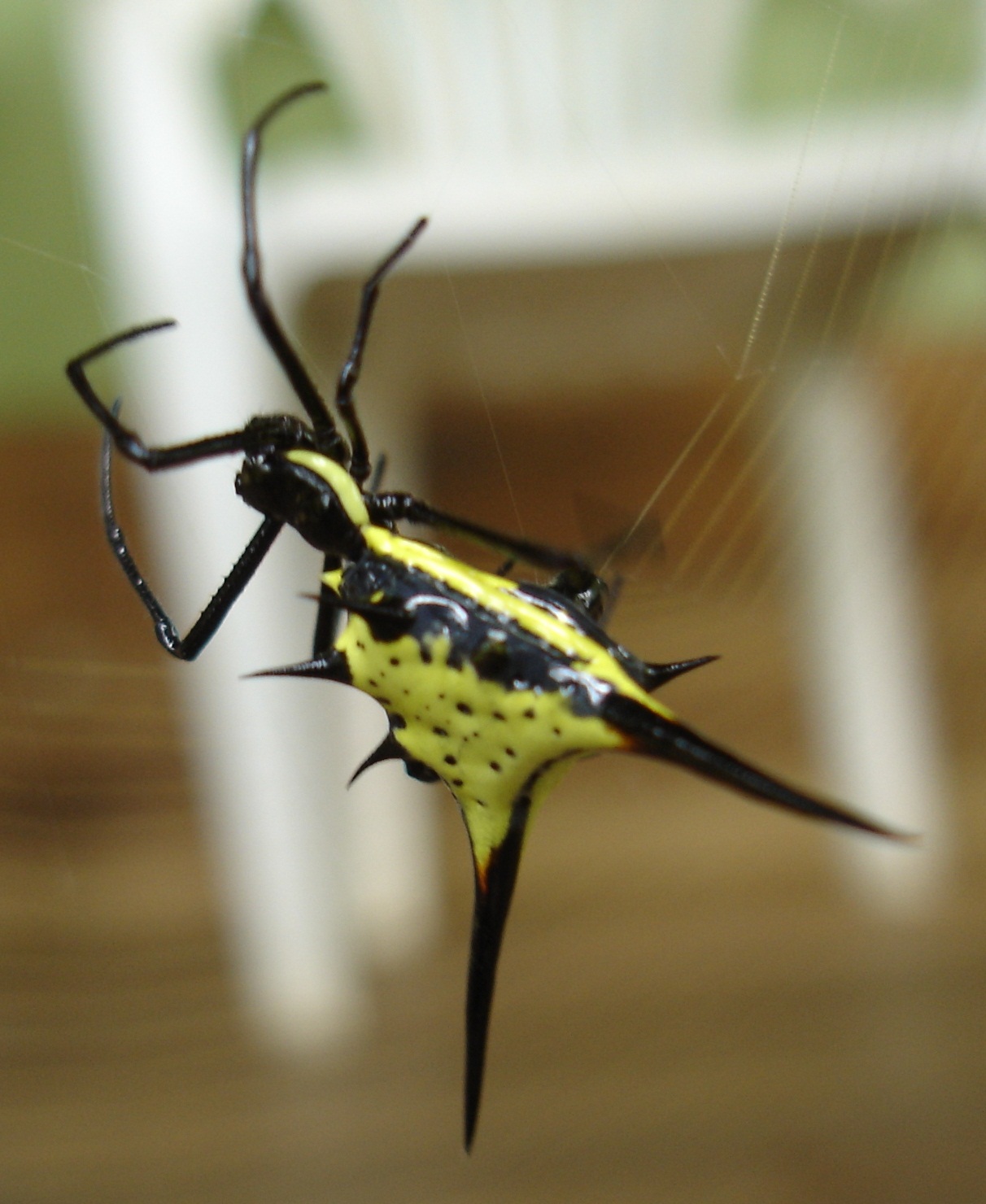 Arrow Shaped spider (Micratena Sagittata)