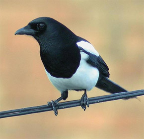 s_magpie.jpg